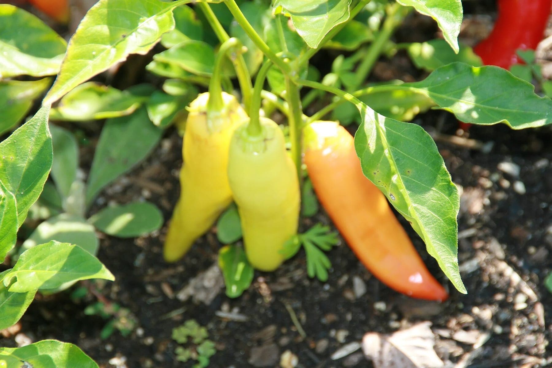 Een baccatum, de soort van de ají's, aan de plant.