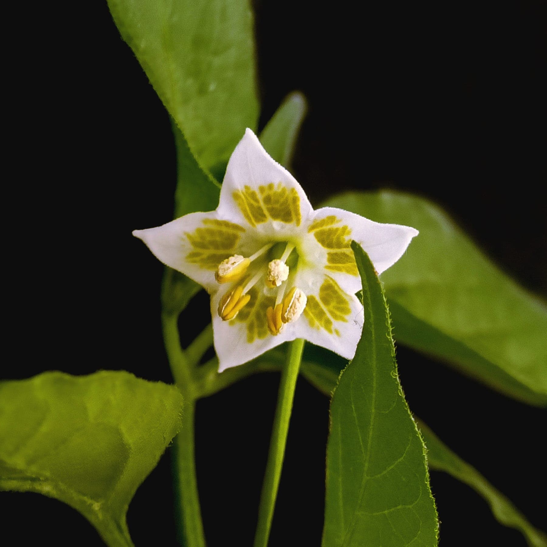 Een peperbloem van een baccatum.
