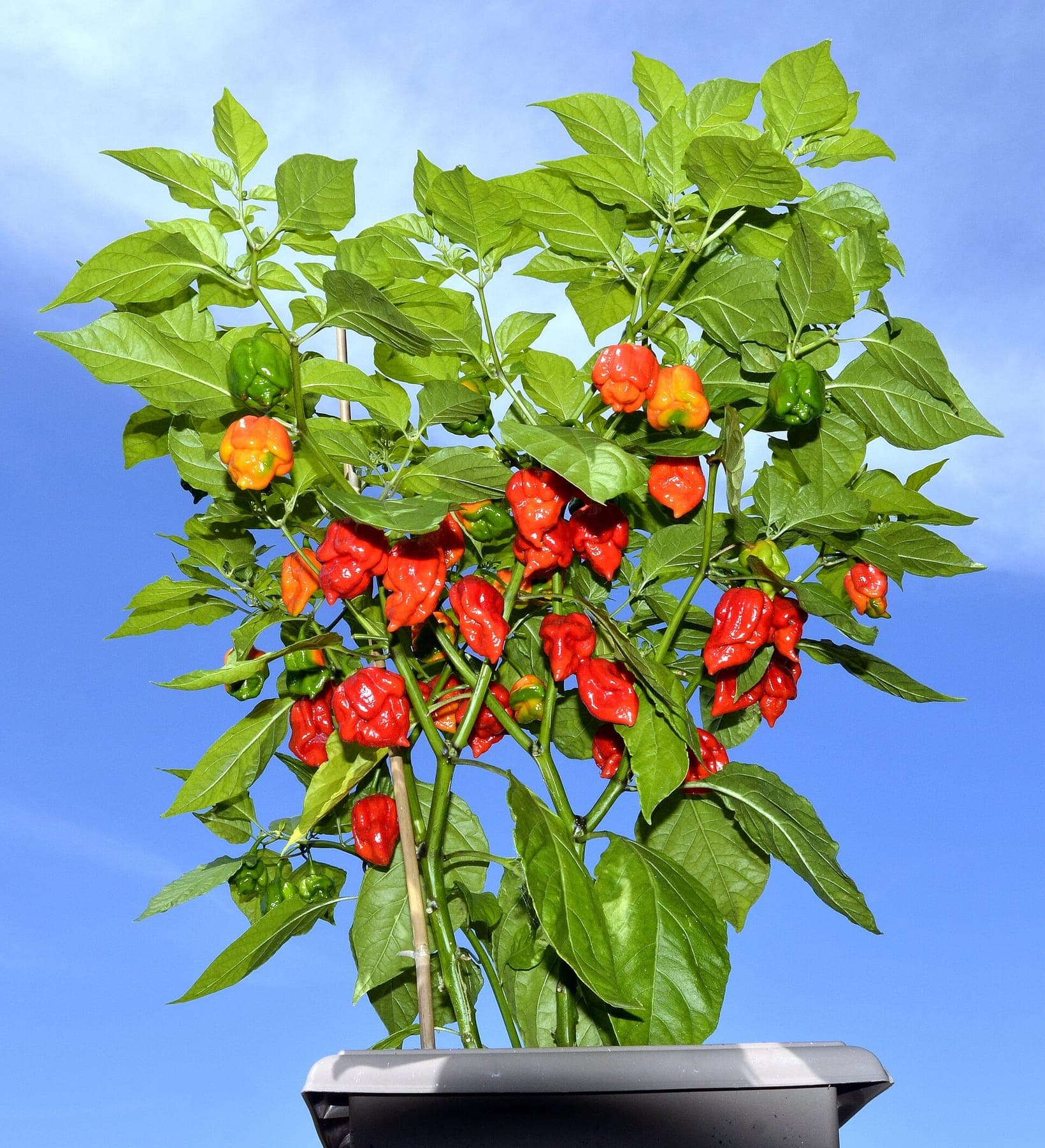 Een Carolina Reaper vol rijpe vruchten.