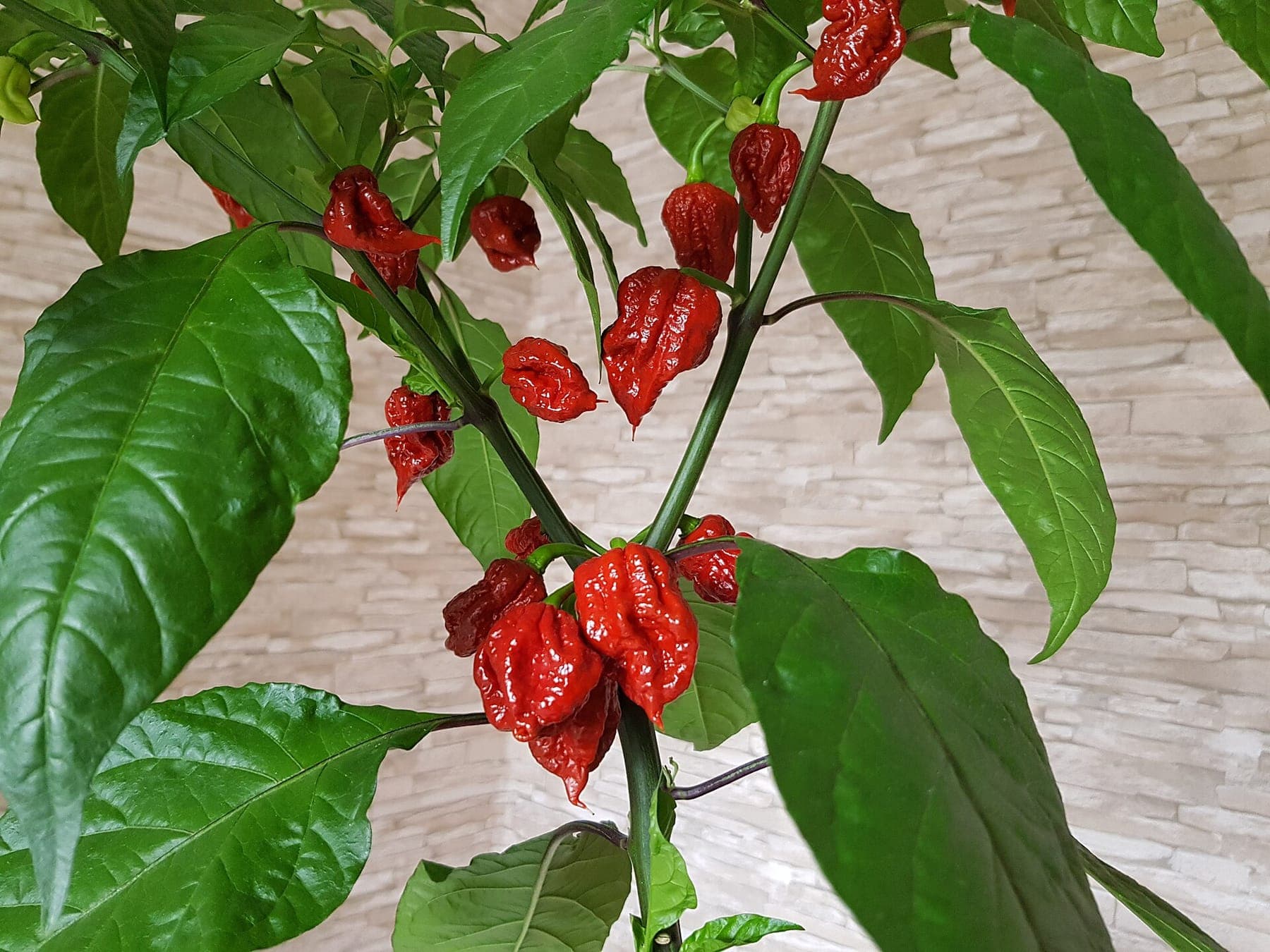 Carolina Reaper aan de plant.