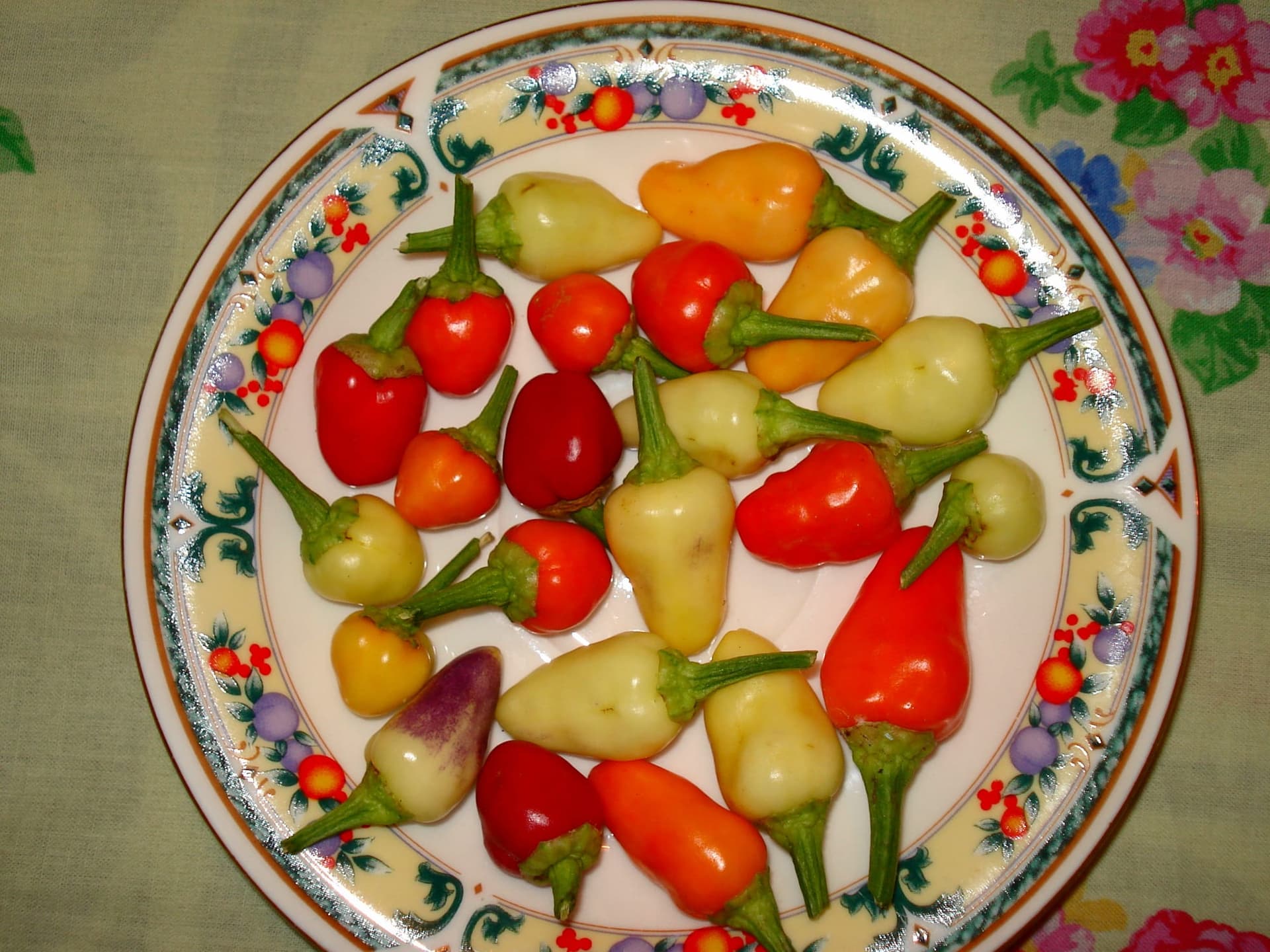 Kiemtemperatuur per soort: waarom een chinense geen annuum is