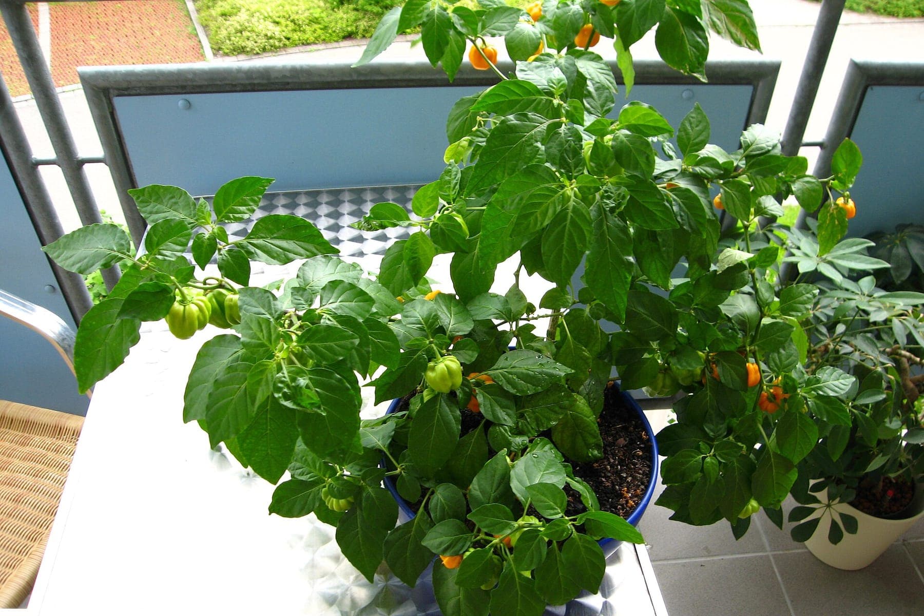Een habanero van drie jaar oud, als balkonplant.