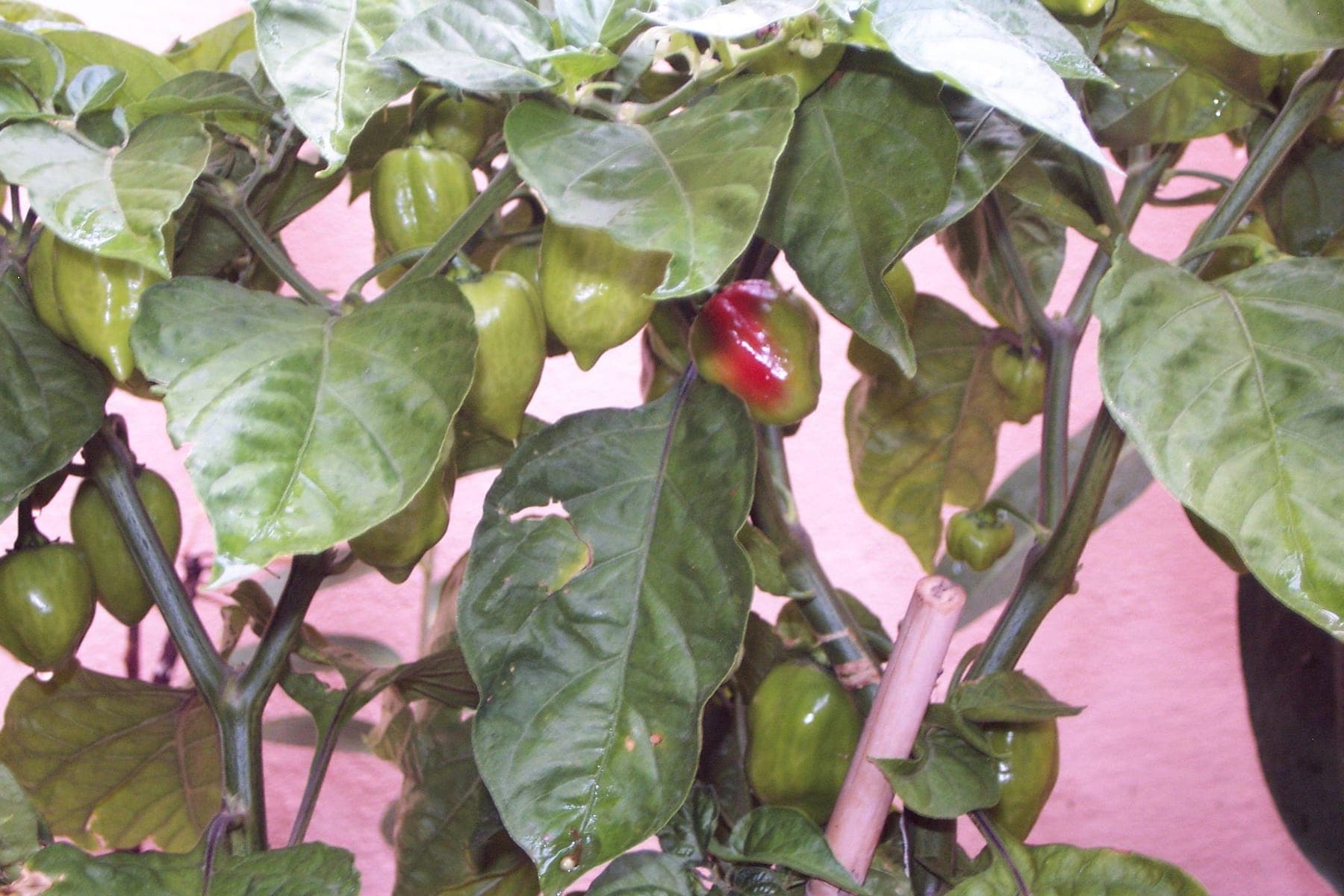Een habanero die begint te kleuren, tussen nog groene vruchten.