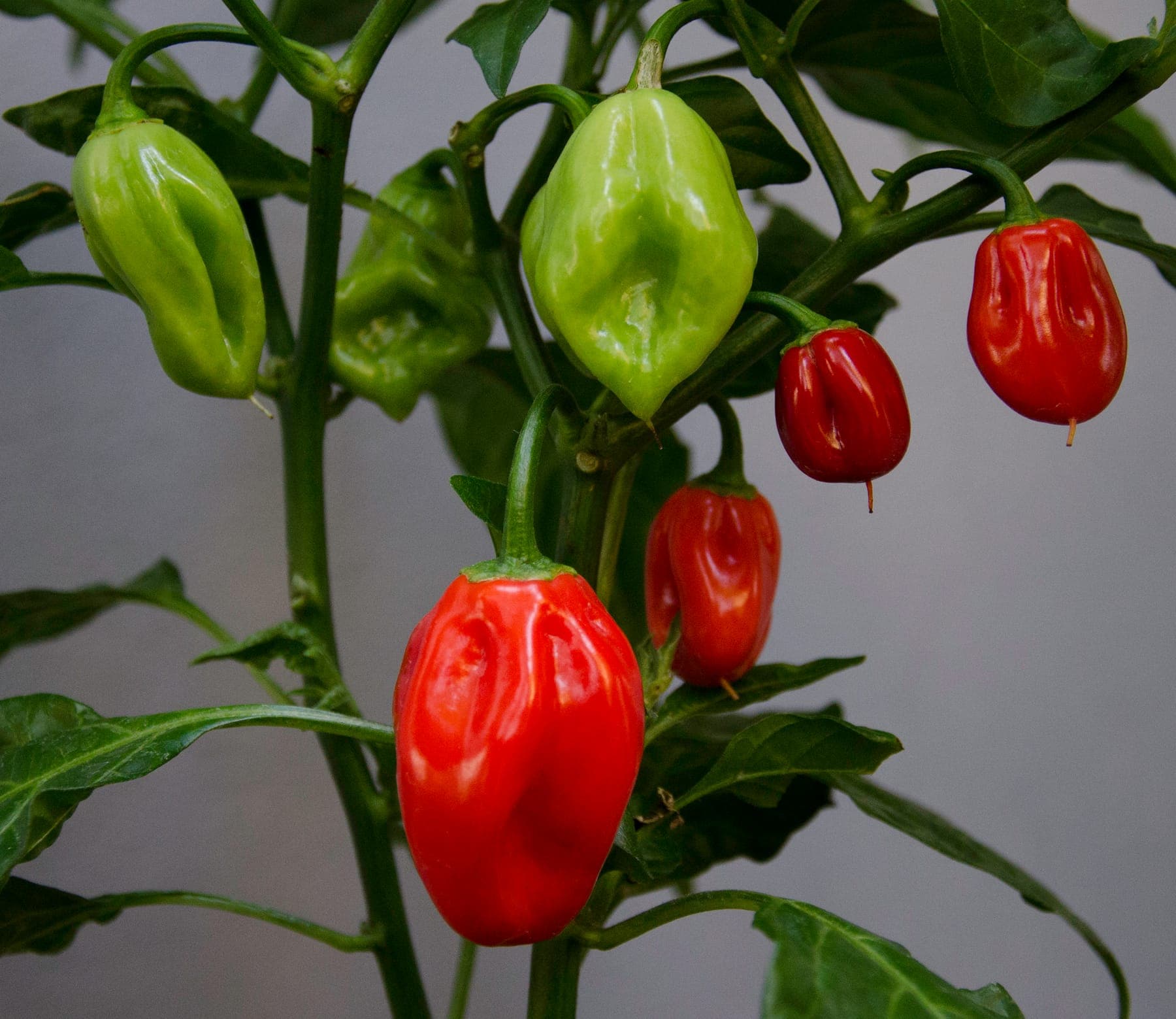 Habanero's aan dezelfde plant: groen, halfrijp en rijp.
