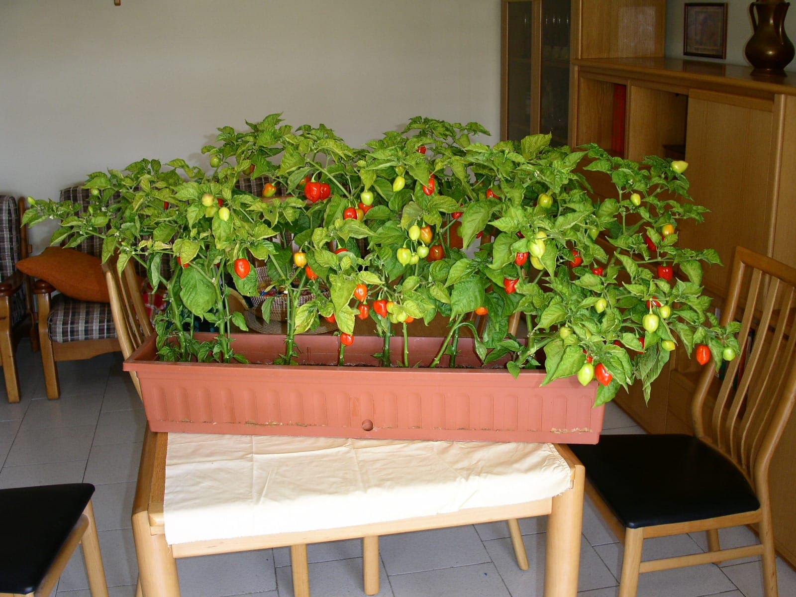 Habanero's in een plantenbak, binnen.