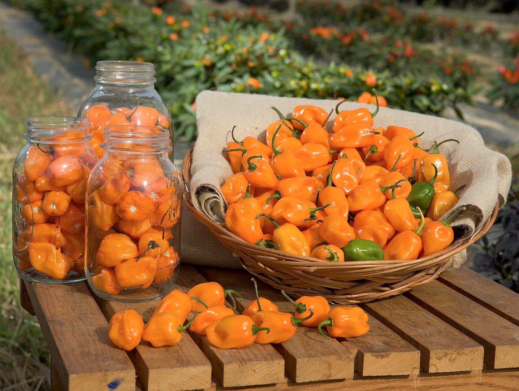 Habanero's, vers en in potten.