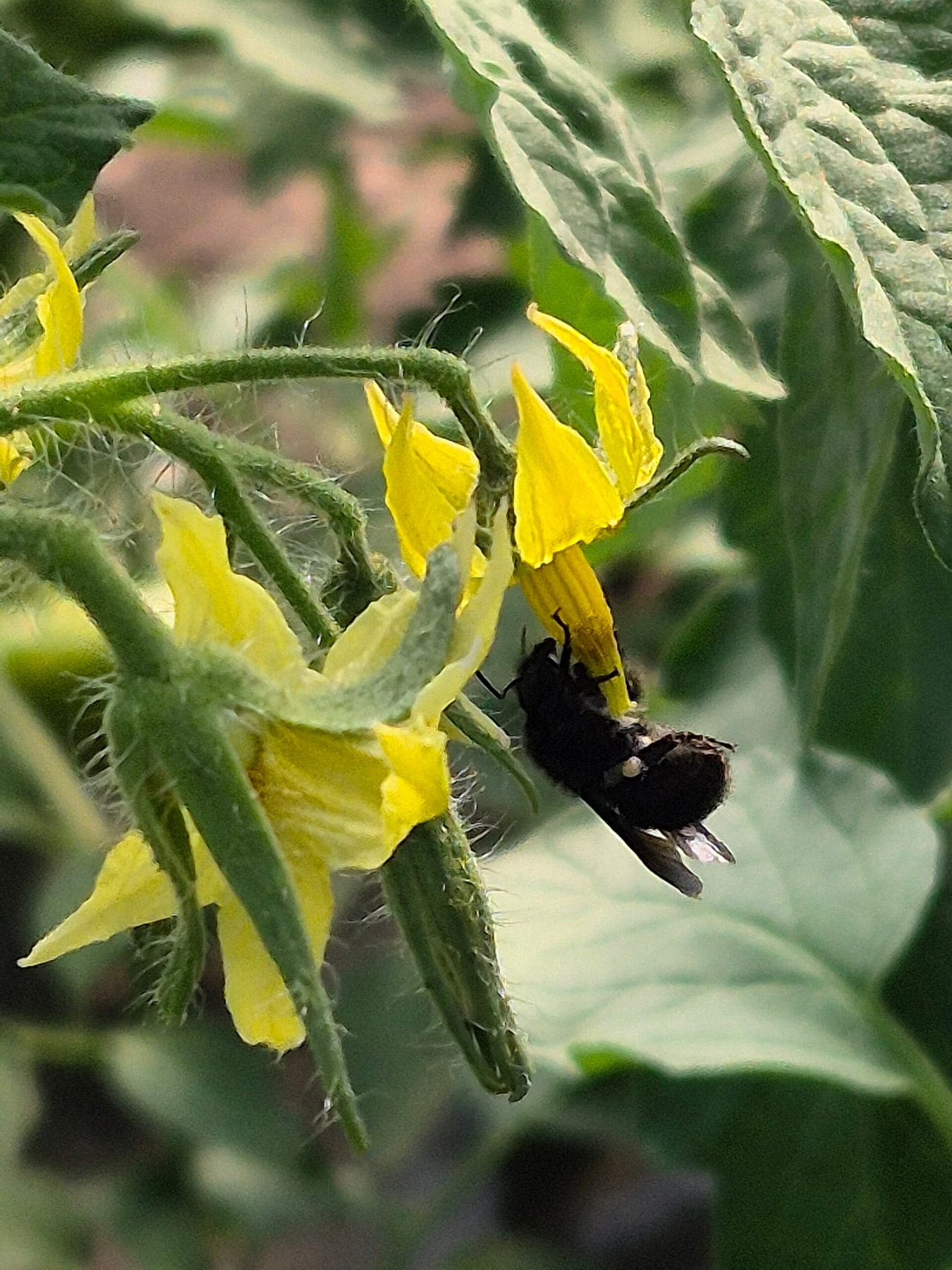 Een hommel aan een tomatenbloem.