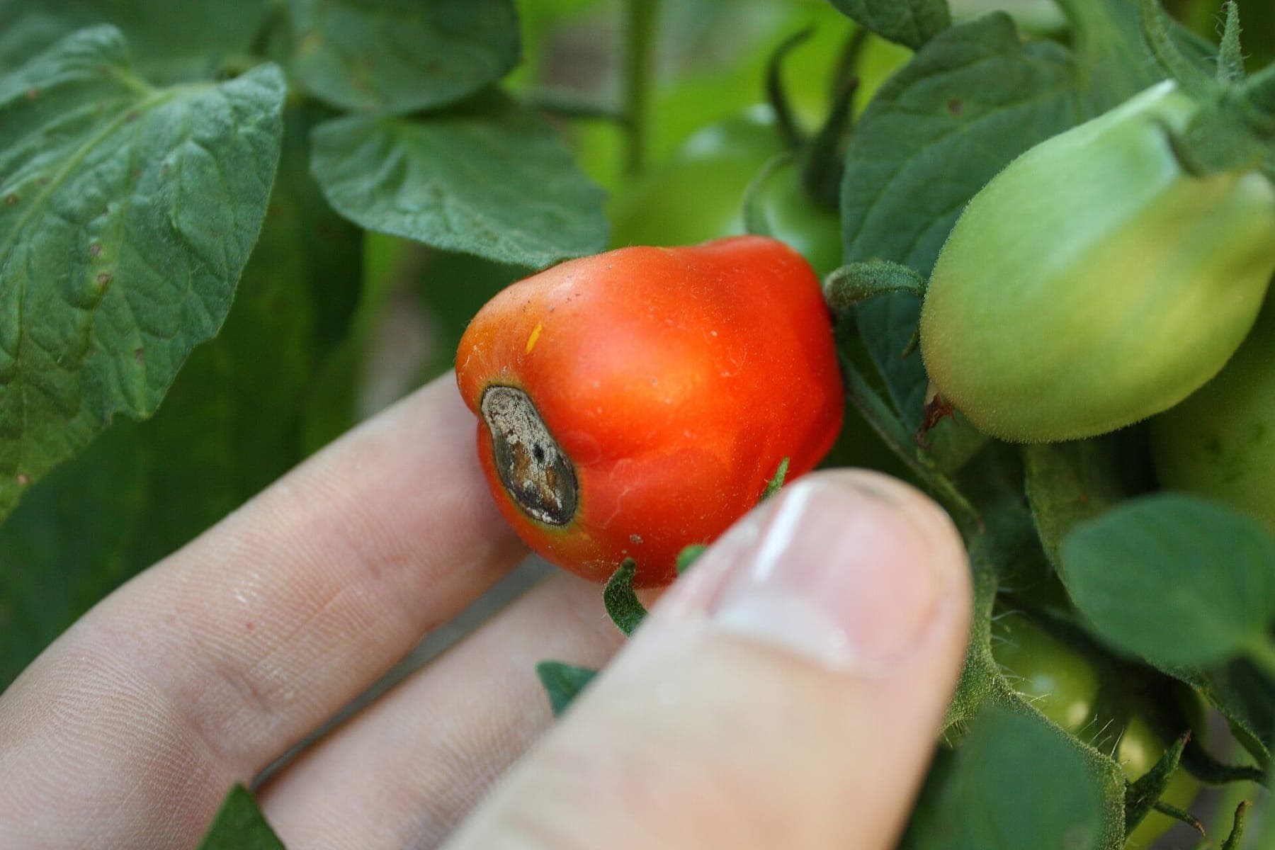 Neusrot bij tomaten: de grond heeft genoeg calcium