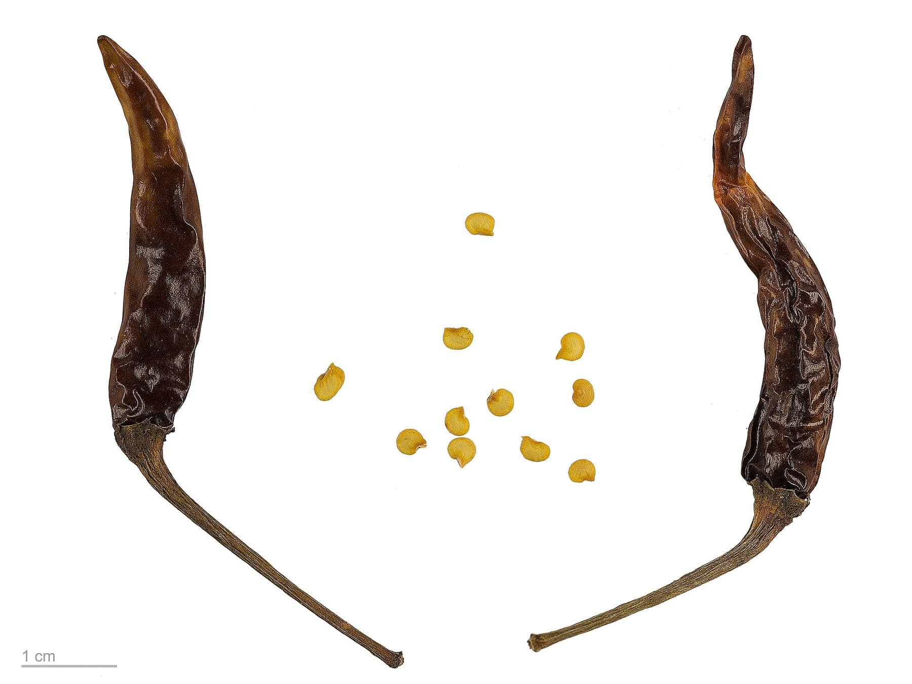 Paprikazaad naast twee gedroogde vruchten.