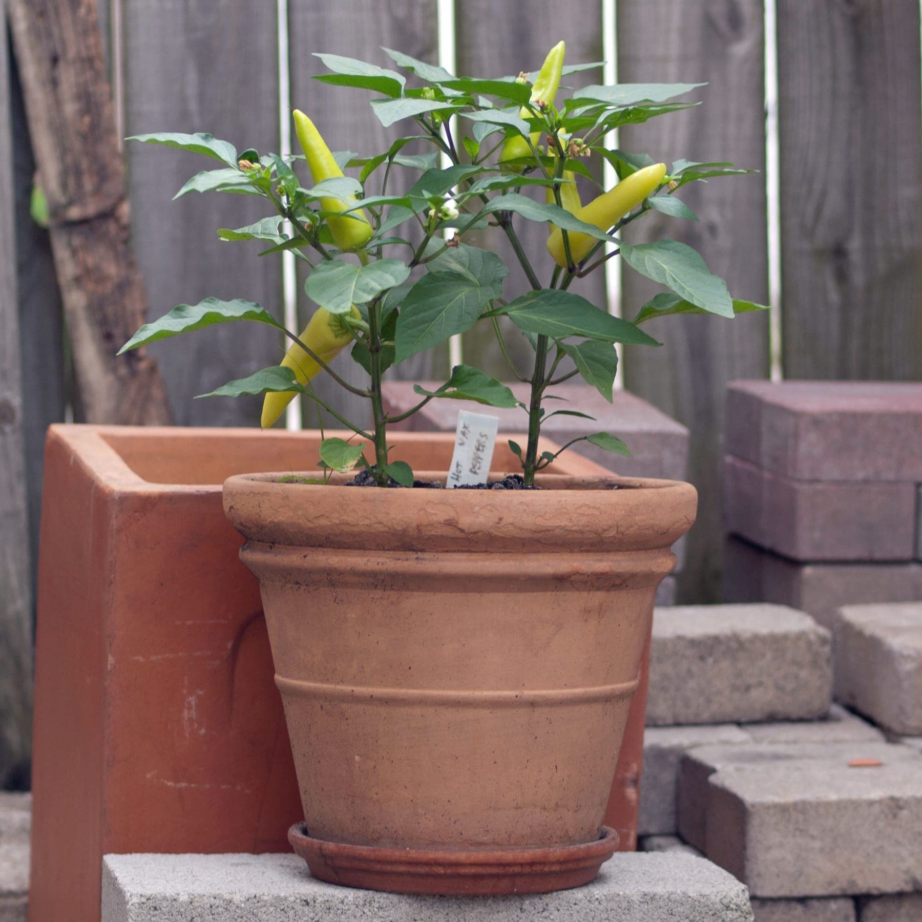 Een peper in een terracotta pot, buiten.