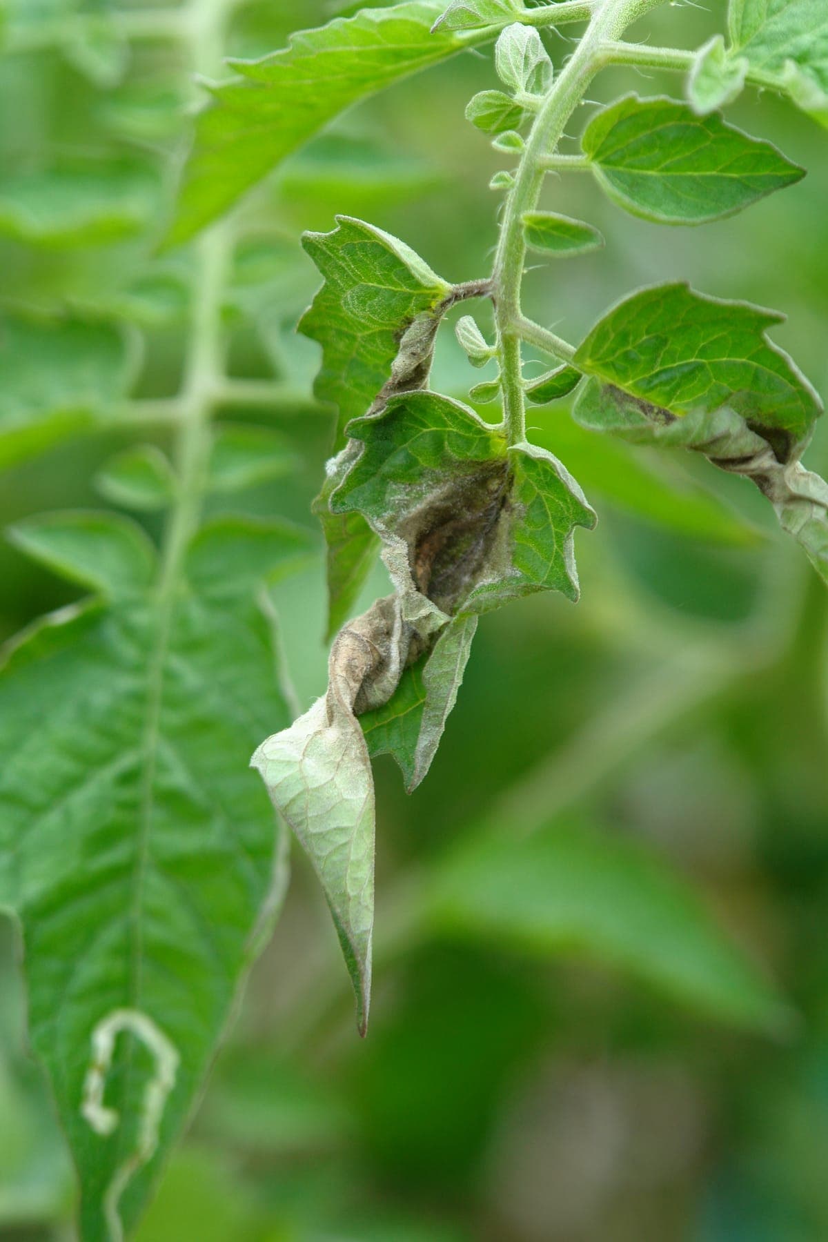 Phytophthora op het blad.