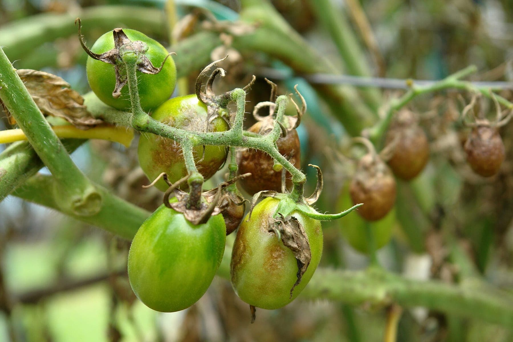 Phytophthora bij tomaten: wat een natte Belgische zomer ermee doet