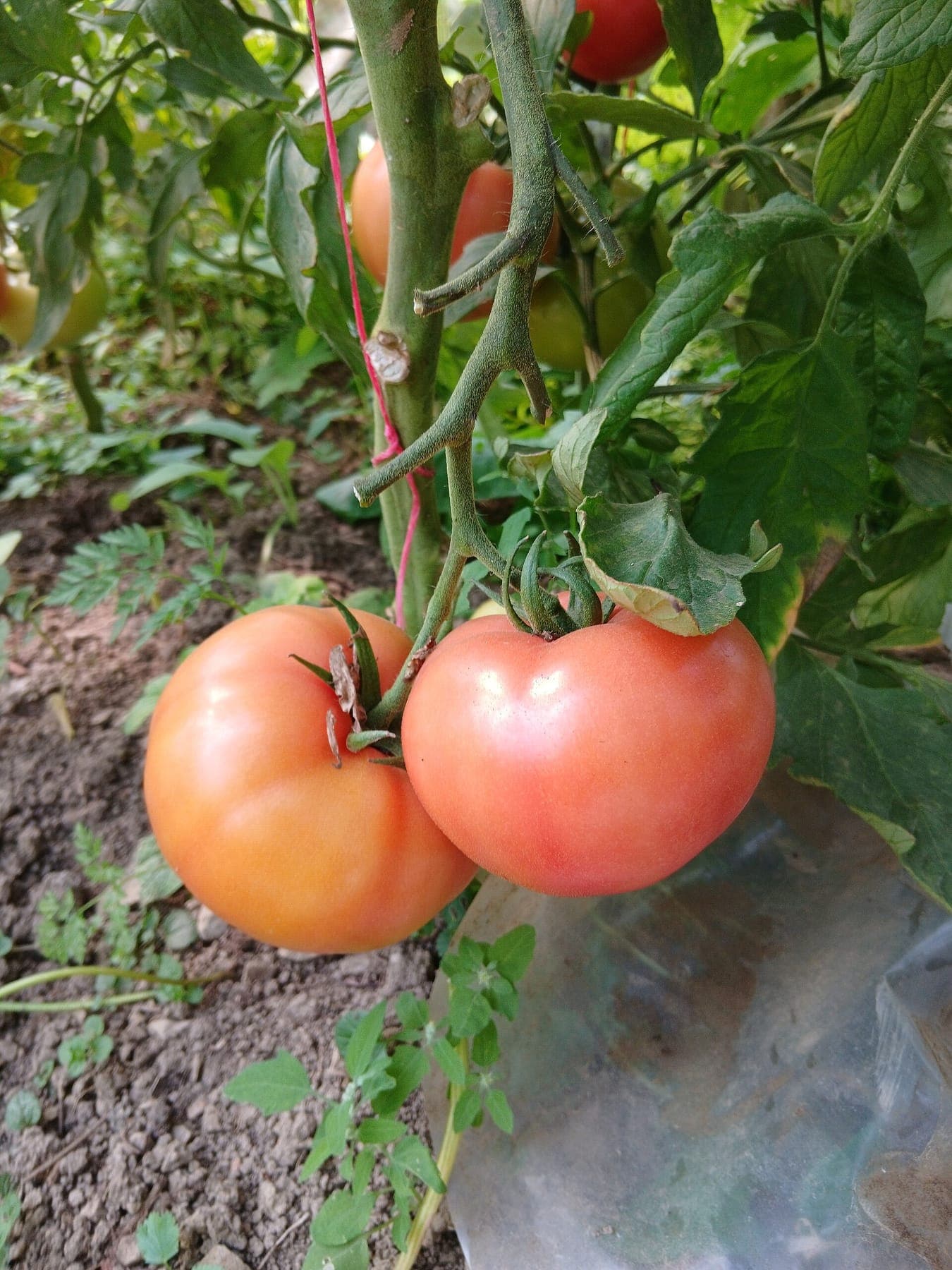 Rijpende tomaten in een serre.