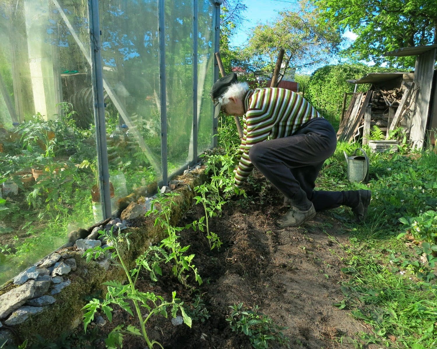 Tomaten uitplanten in een moestuin.