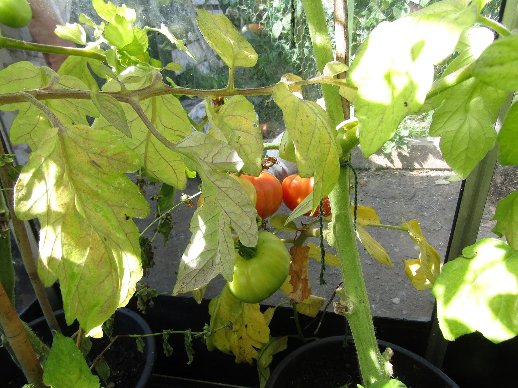 Tomaten met vergeelde onderste bladeren.