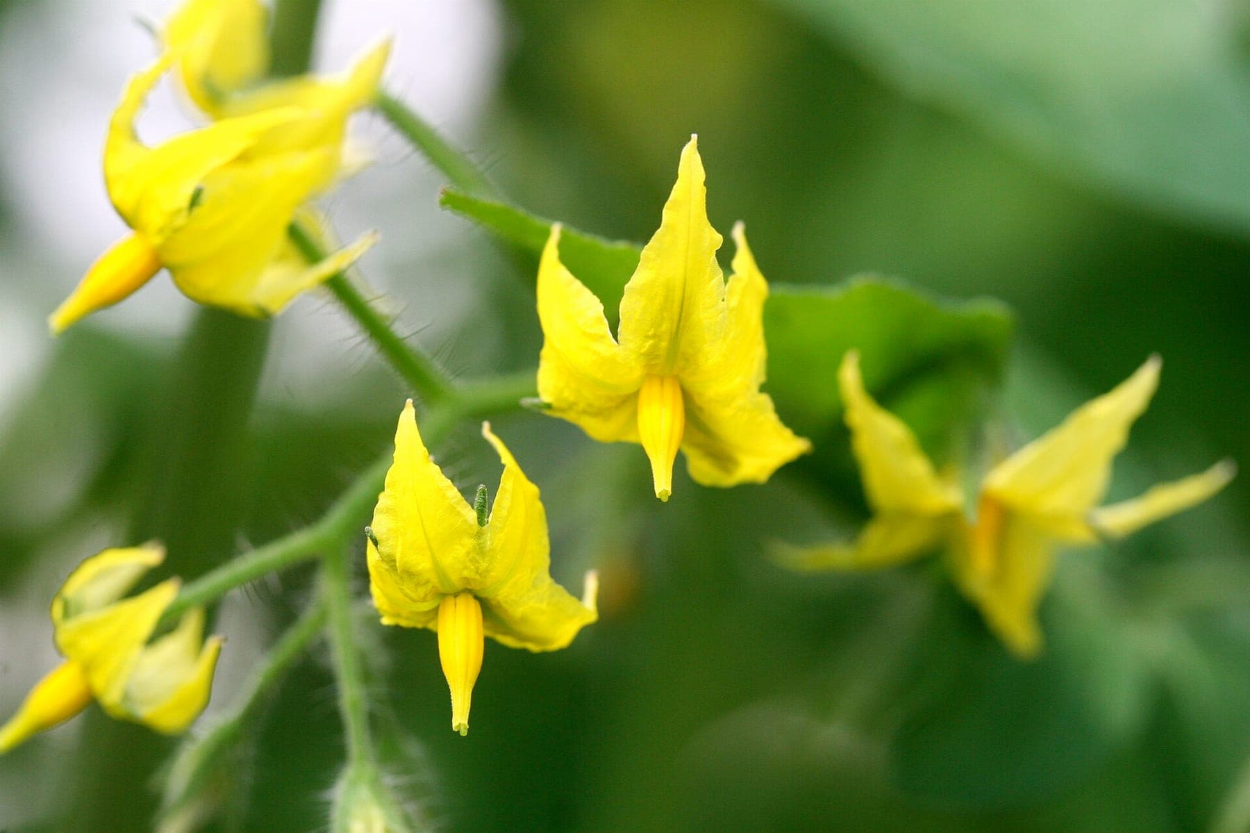 Peperplant laat bloemen vallen, maar geen pepers? Te koud, te heet of normaal