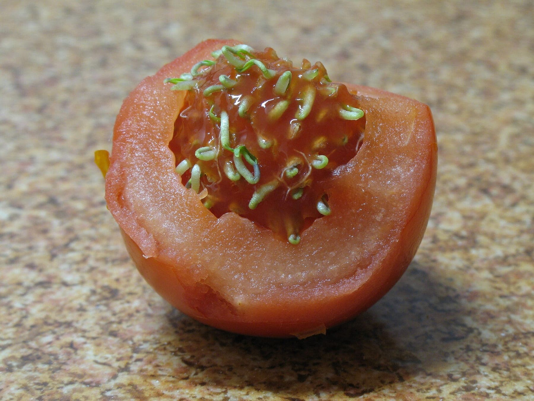 Tomatenzaad dat al in de vrucht is gaan kiemen.