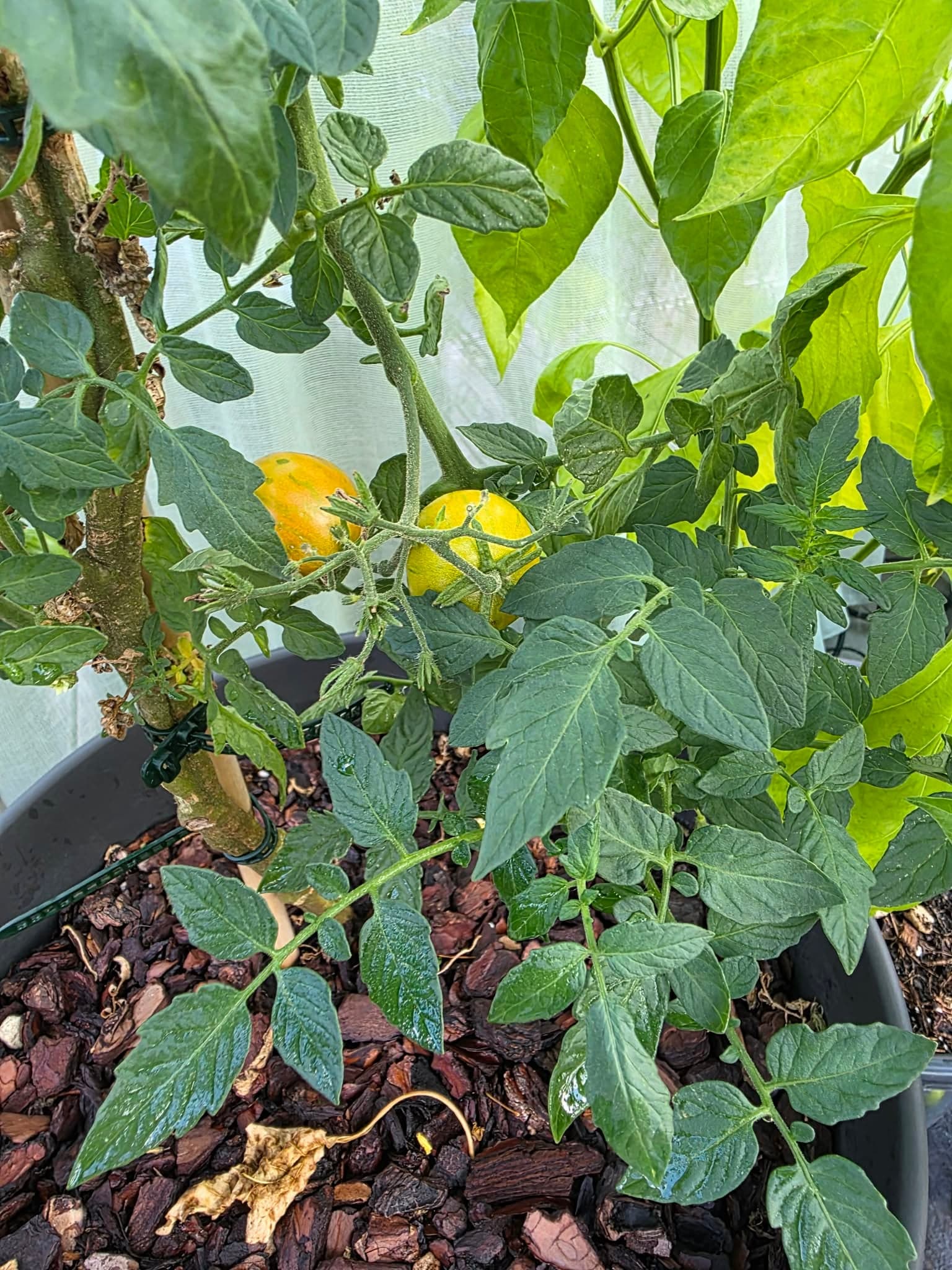 Een tomaat in een pot, met boomschors als deklaag.