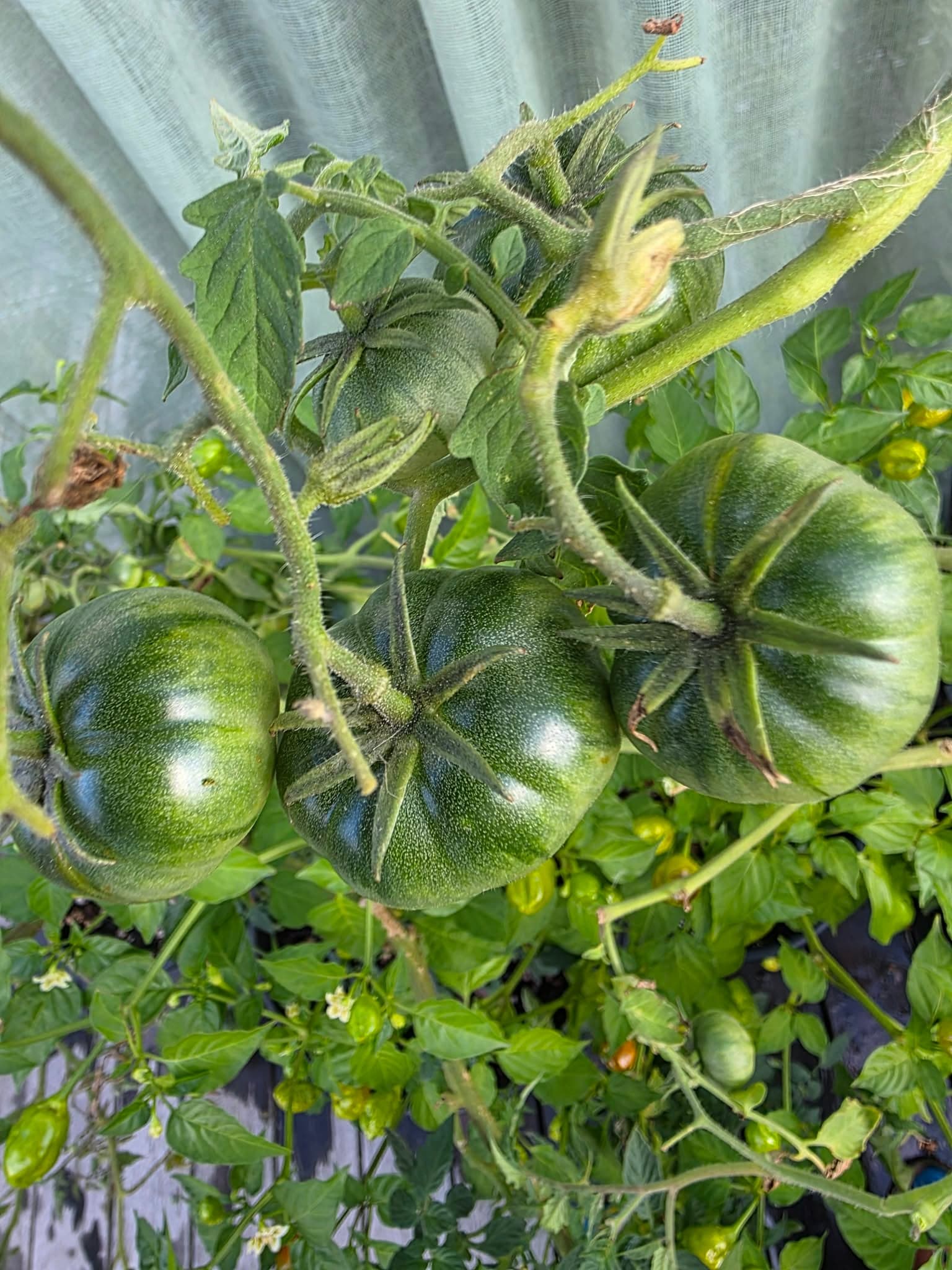 Groene vleestomaten aan de tros.