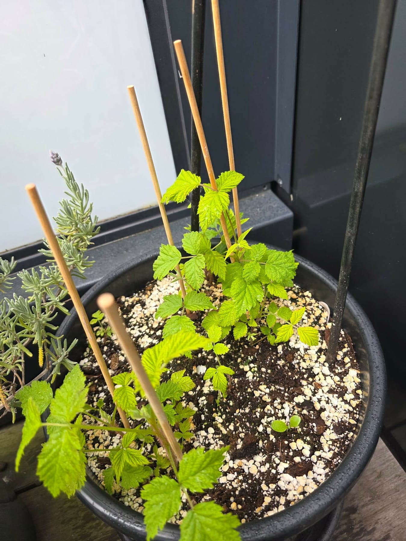 Een jonge tomaat in een grote pot, met bamboestokjes als steun.