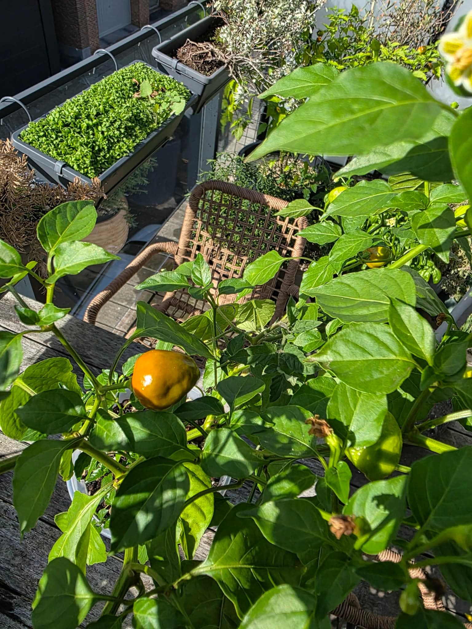 Een rijpe oranje peper aan de plant.