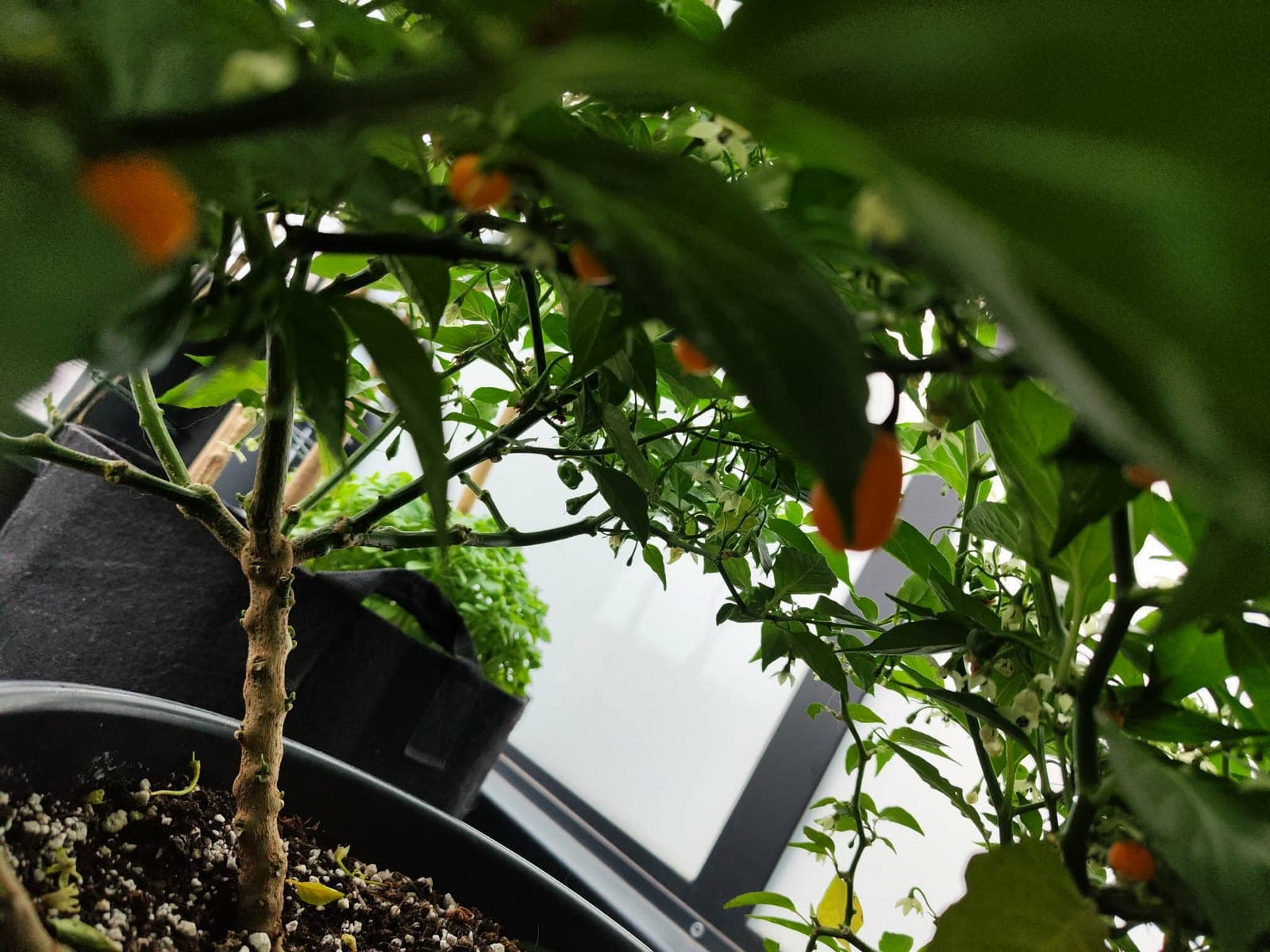 Rijpende pepers aan een plant in mijn kweekhoek.