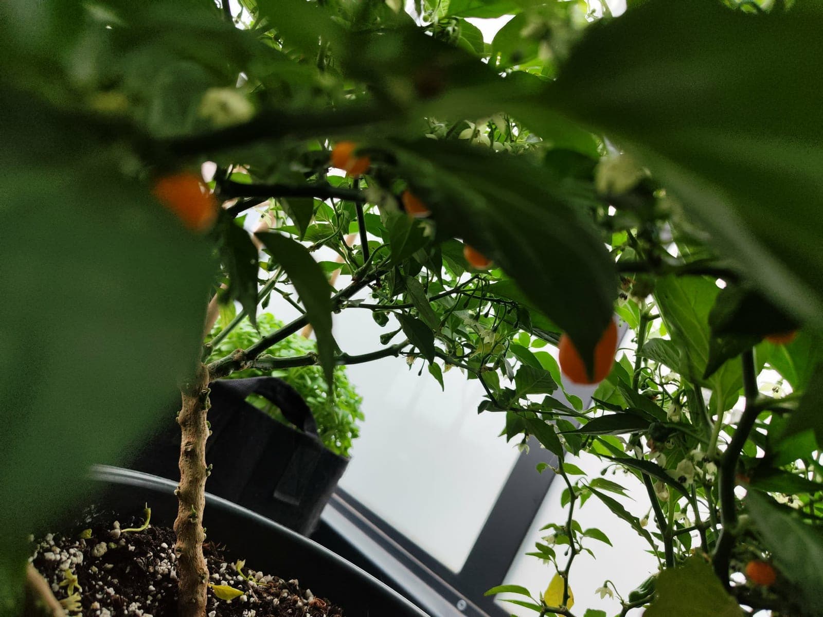 Peperplant overwinteren: welke het halen, welke niet, en hoe