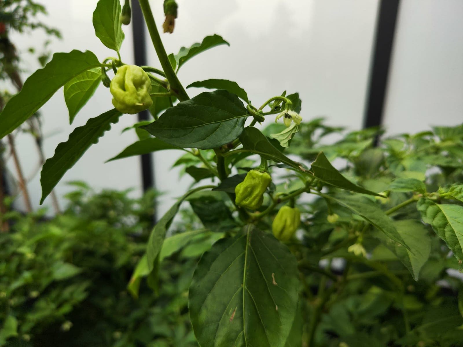 Afharden: waarom je pepers en tomaten niet zomaar naar buiten zet