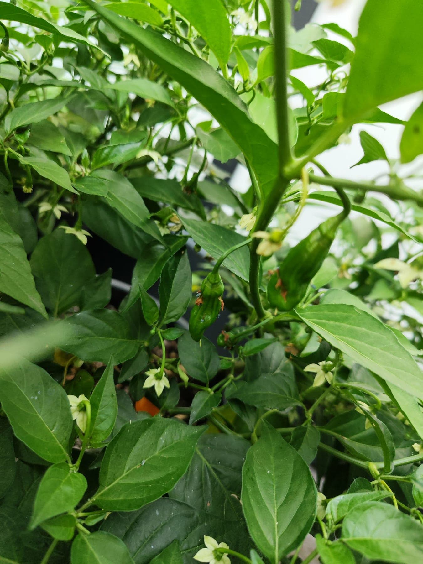 Een peper die binnen verder groeit en blijft bloeien.