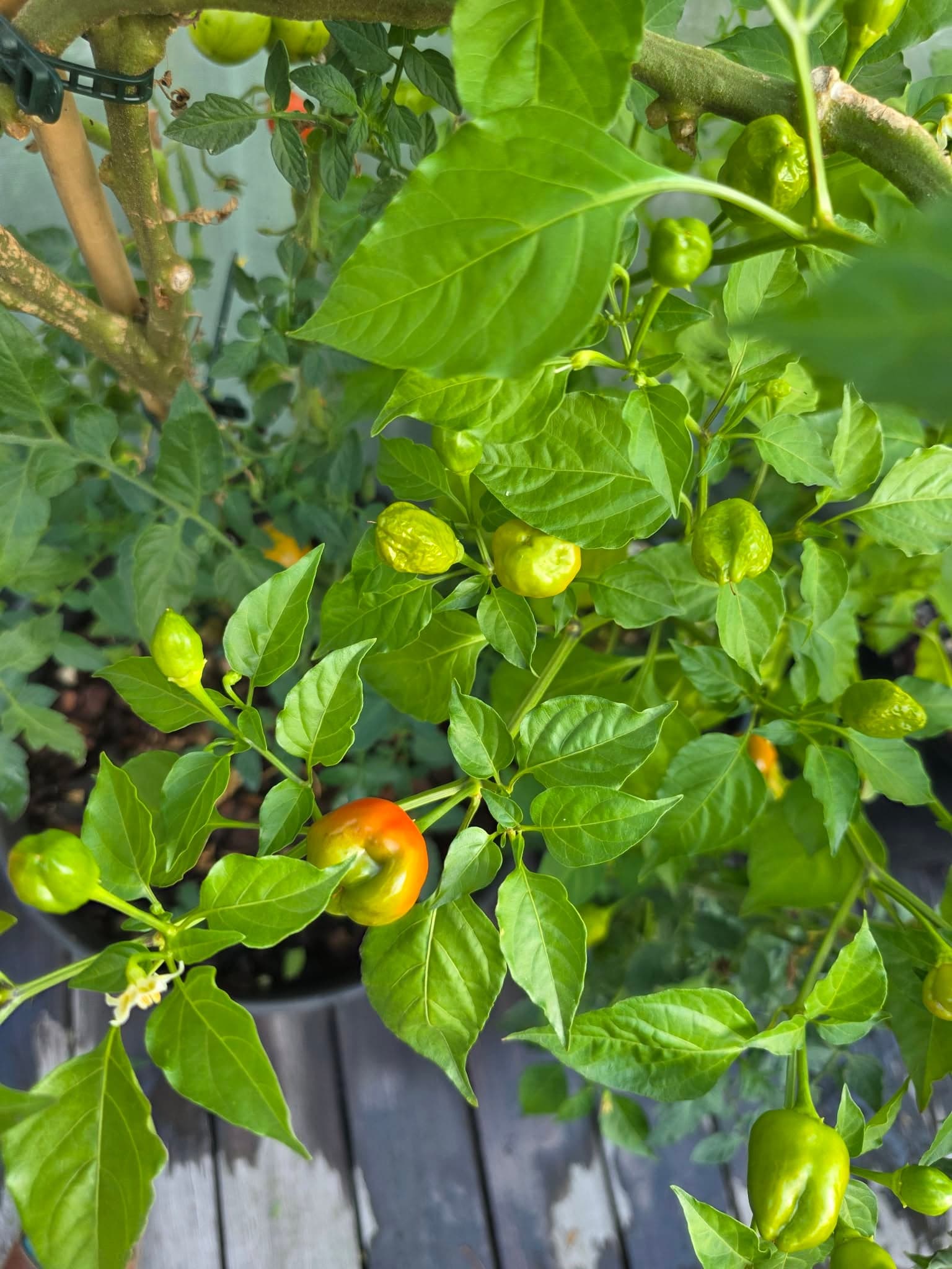 Een plant die wél gezet heeft: aan dezelfde takken hangen groene, gele en oranje vruchten.
