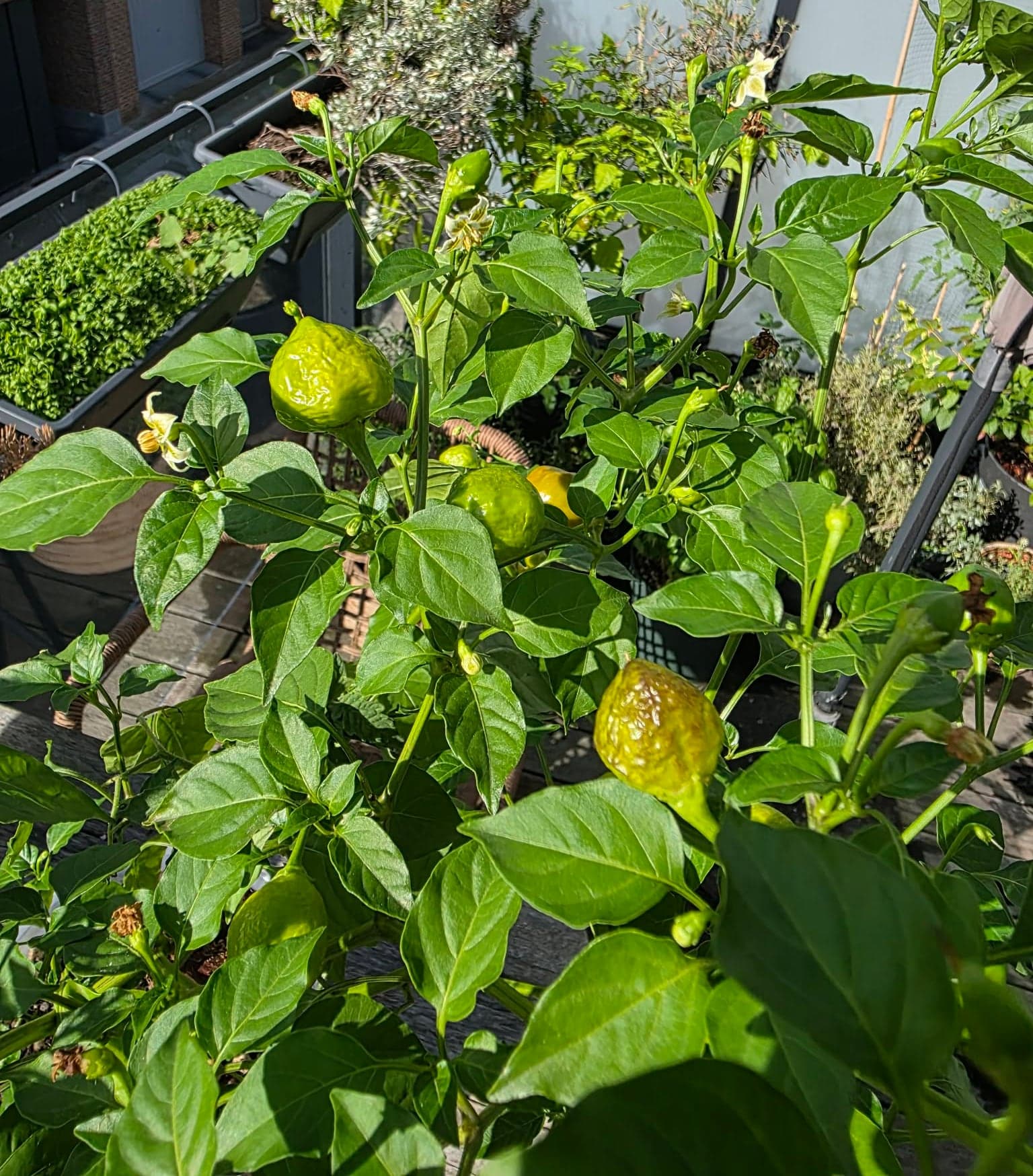 Half september bij mij: groene, halfrijpe en rijpe vruchten aan dezelfde plant.