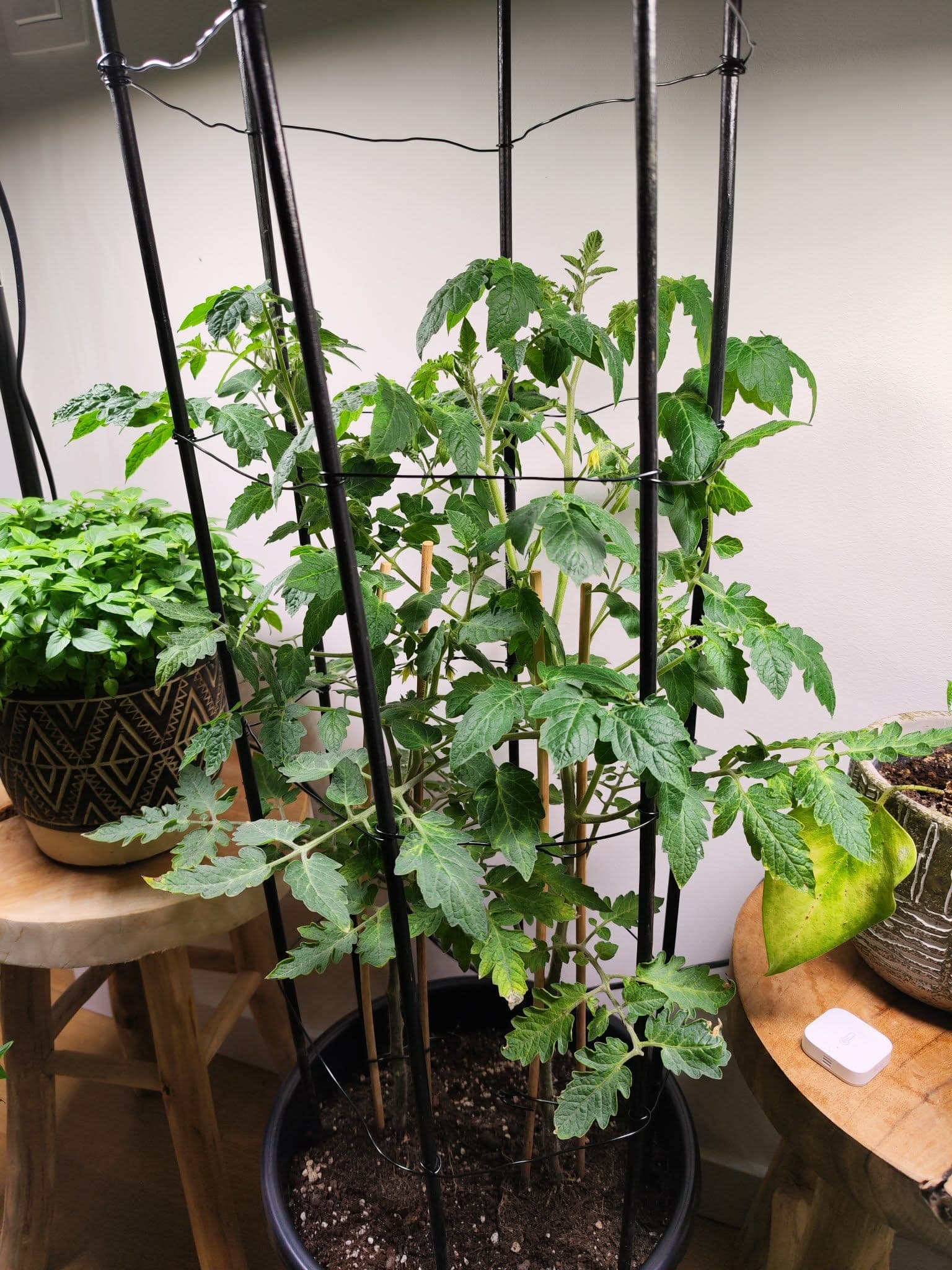 Tomaten plant je diep, pepers hooguit tot de kiemblaadjes. Waarom?