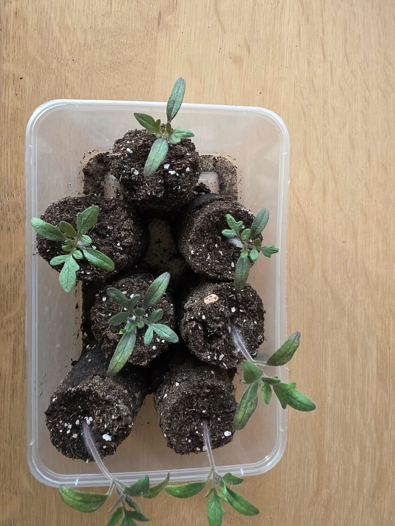 Tomaten in perspotjes, in een plastic bakje.