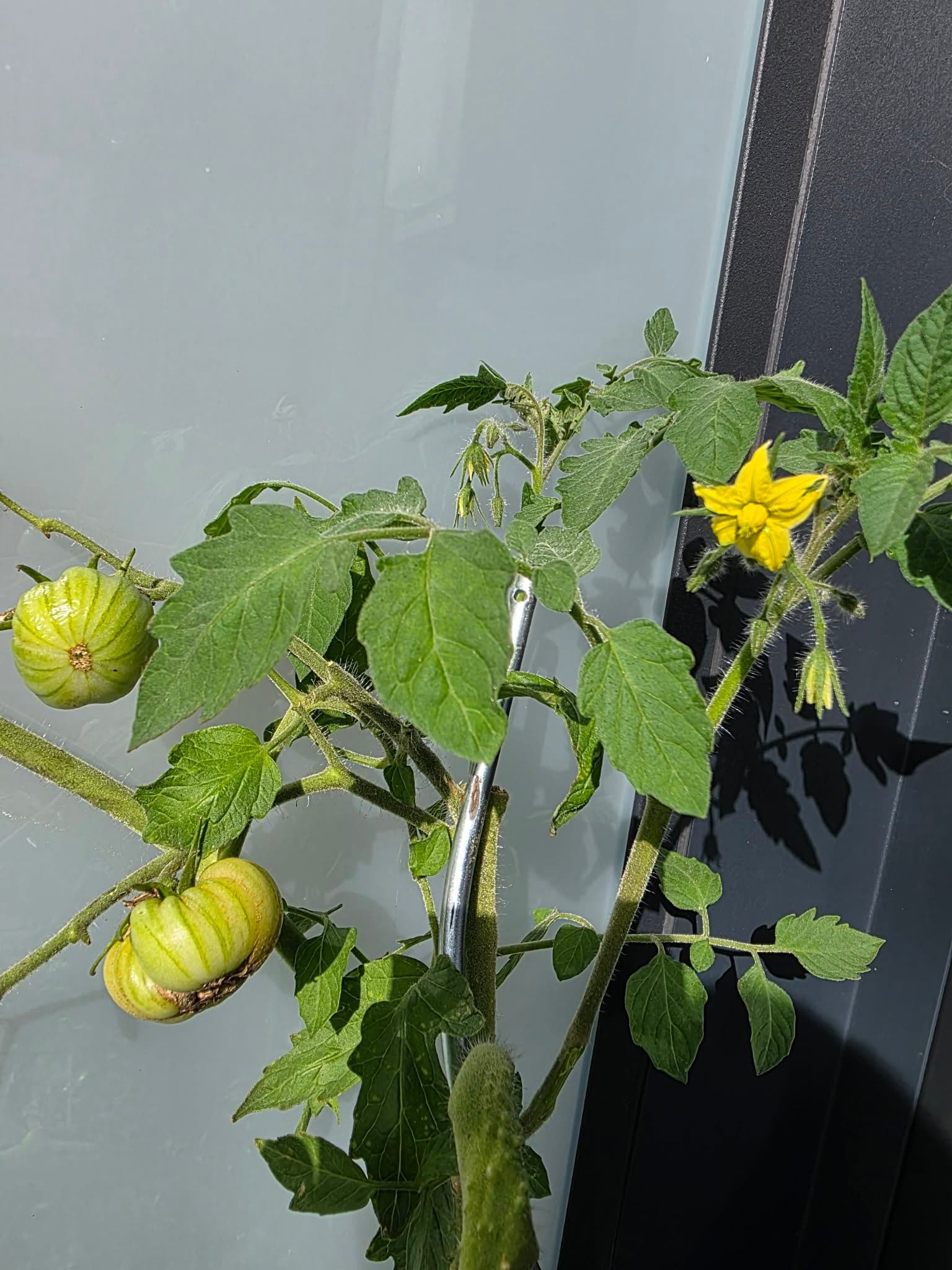 Een tomatenbloem en, aan dezelfde tak, een vrucht die al gezet is.