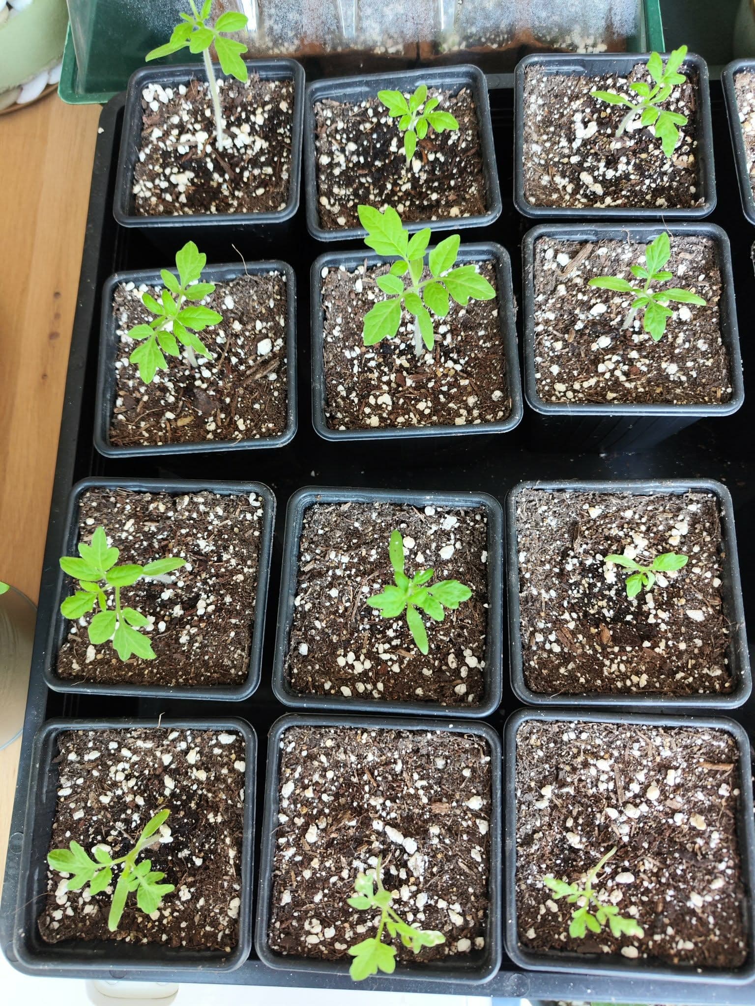 Tomatenzaailingen in potjes van 9 cm, in mijn kweekhoek.
