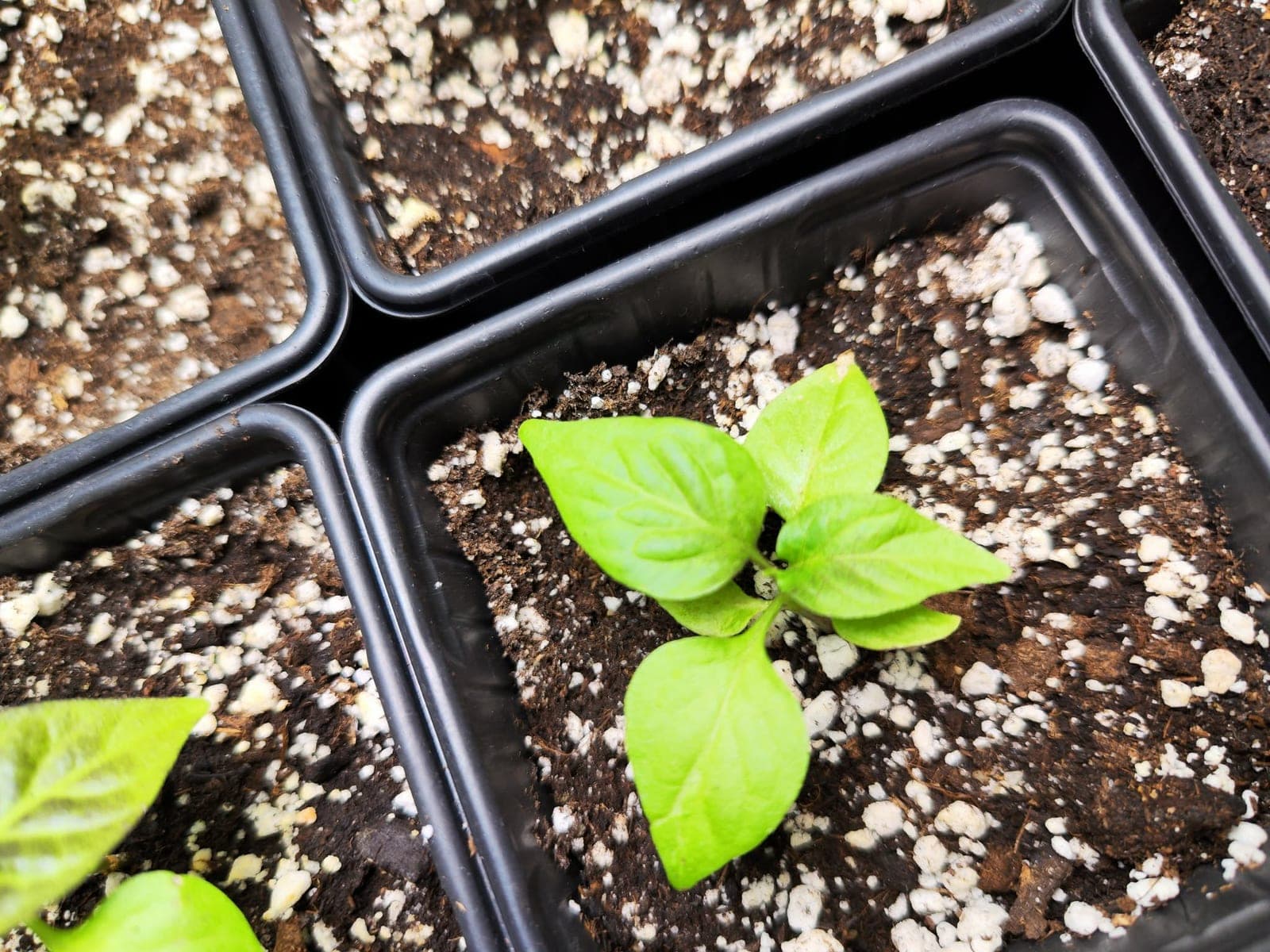 Kiemtemperatuur per soort: waarom een chinense geen annuum is